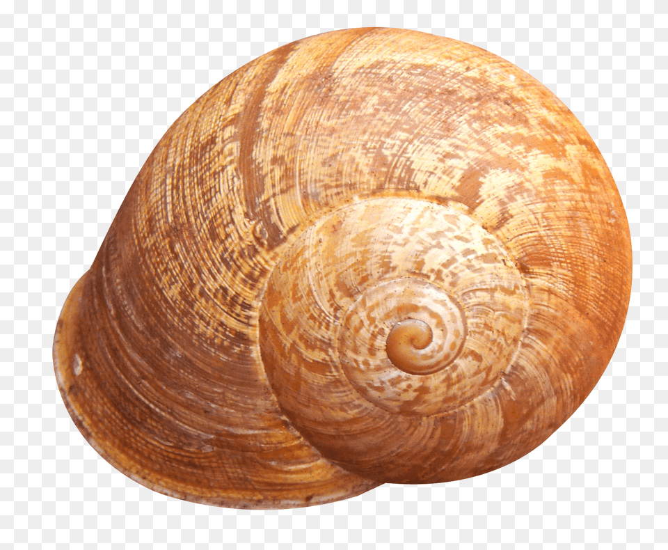 Pngpix Com Shell Transparent Image, Animal, Invertebrate, Sea Life, Seashell Free Png