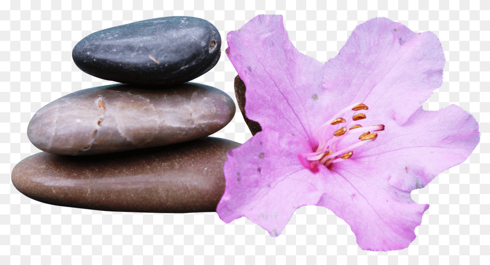 Pngpix Com Spa Stone Transparent Pebble, Flower, Plant Png Image