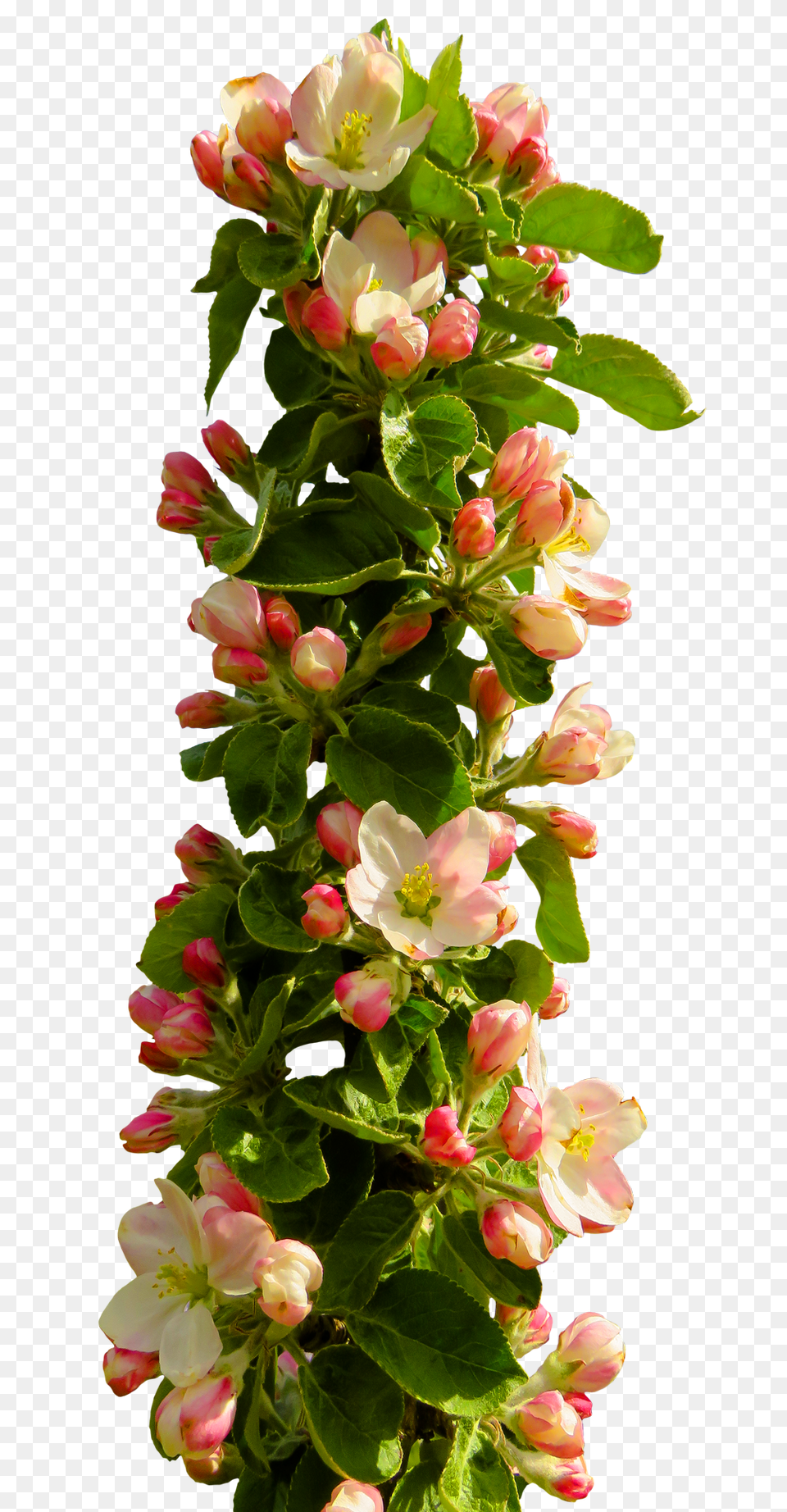 Pngpix Com Spring Flower Image, Flower Arrangement, Flower Bouquet, Plant, Petal Png