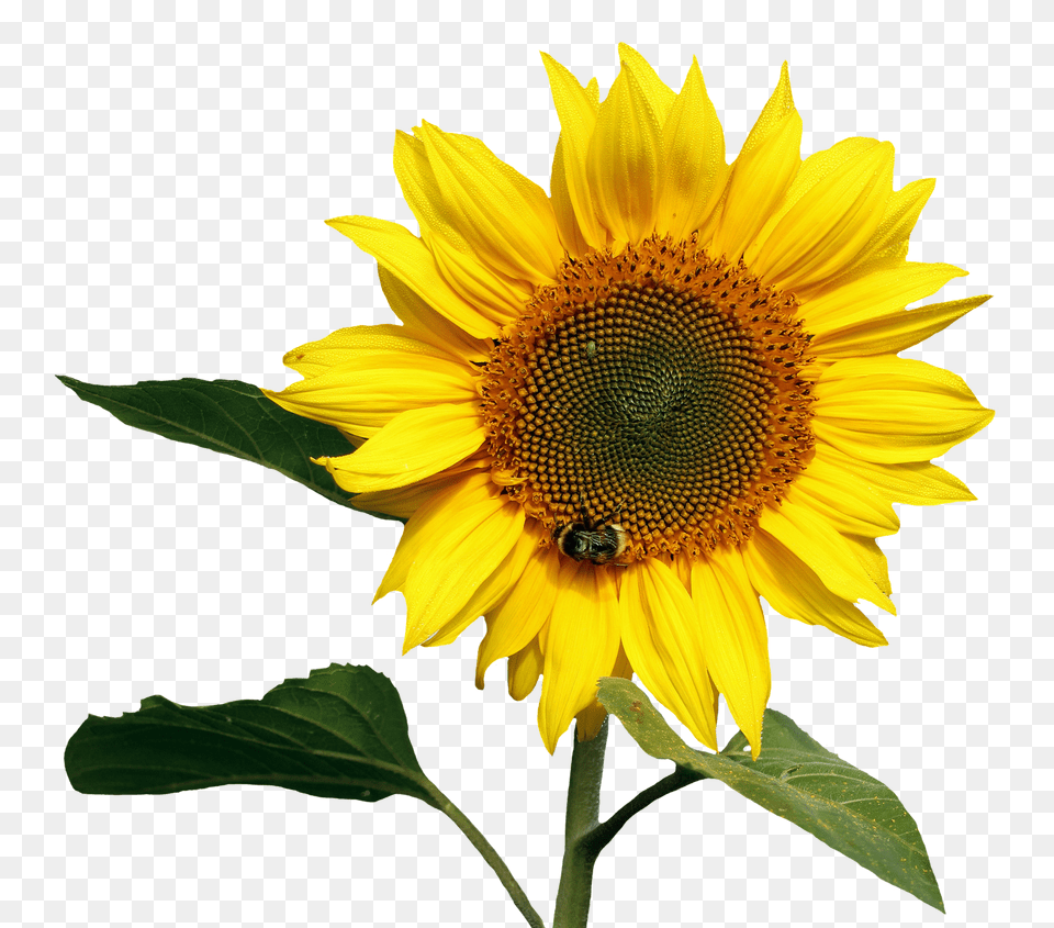 Pngpix Com Sunflower Image, Flower, Plant, Animal, Bee Free Png