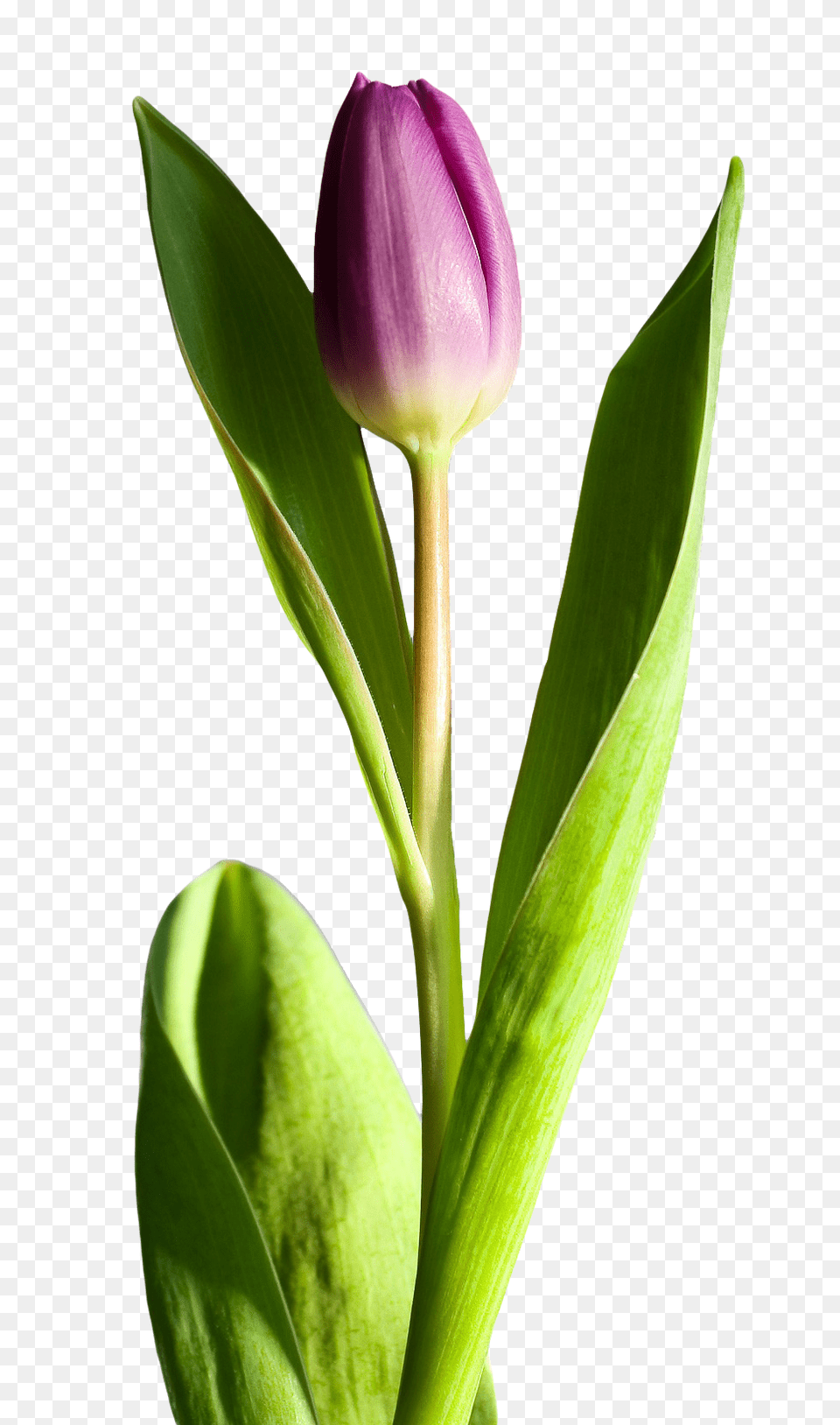 Pngpix Com Tulip Flower Transparent, Plant, Bud, Sprout, Petal Png Image