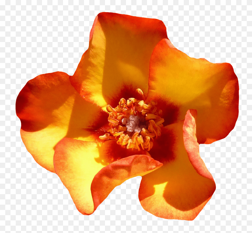 Pngpix Com Yellow Rose Flower Top View Image, Petal, Plant, Pollen, Anther Free Transparent Png