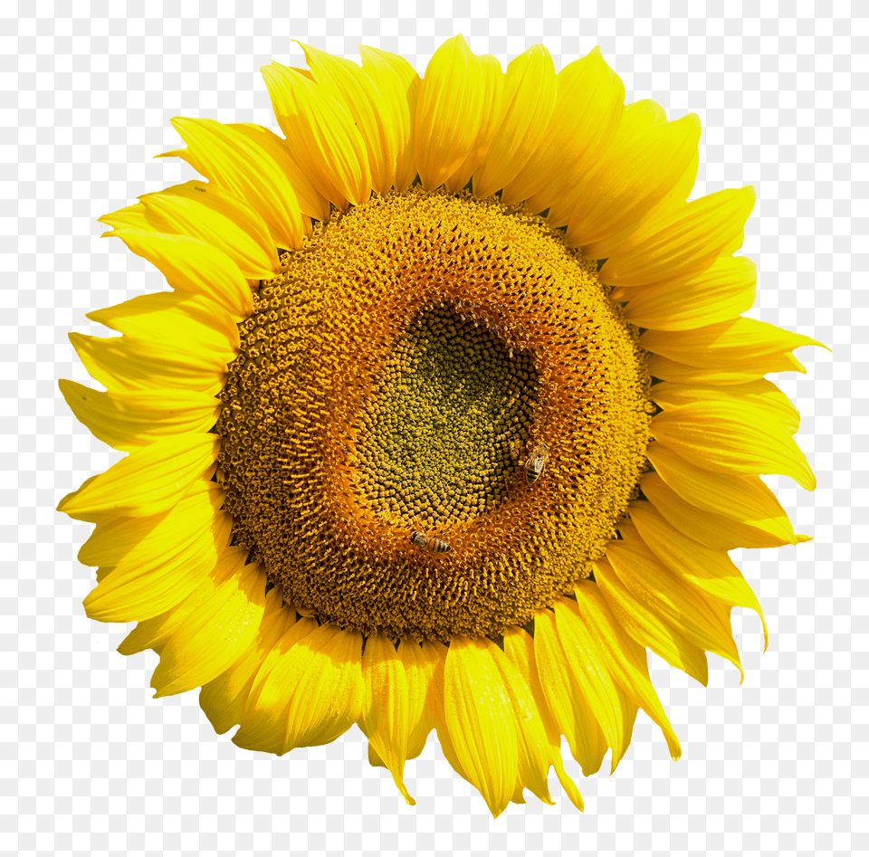 Pngpix Com Yellow Sunflower Flower Image, Plant Free Png Download