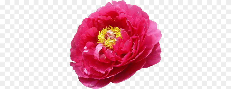 Pngpng Chinese Peony, Flower, Plant, Rose Free Transparent Png