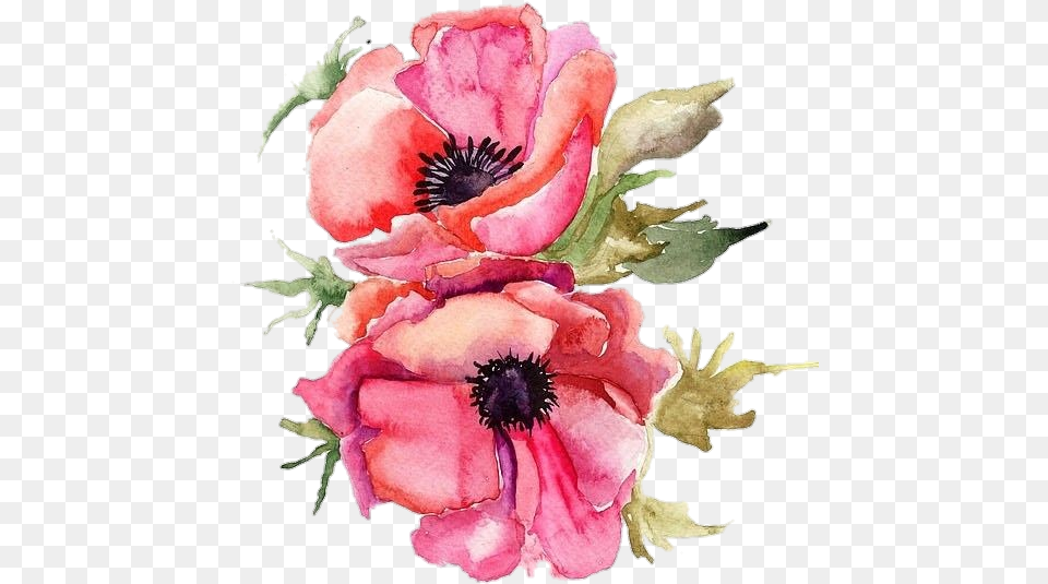 Pngstickers Watercolor Illustration Watercolor Poppy, Flower, Petal, Plant, Anemone Free Png