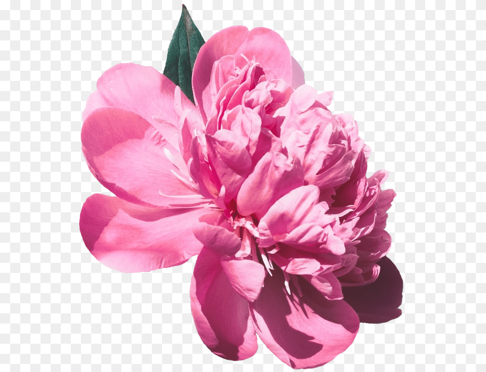 Pngtransparent, Flower, Plant, Dahlia, Rose Png