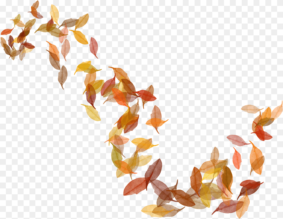 Pocahontas Leaves Fall Leaves Illustration, Leaf, Plant, Flower, Petal Png Image