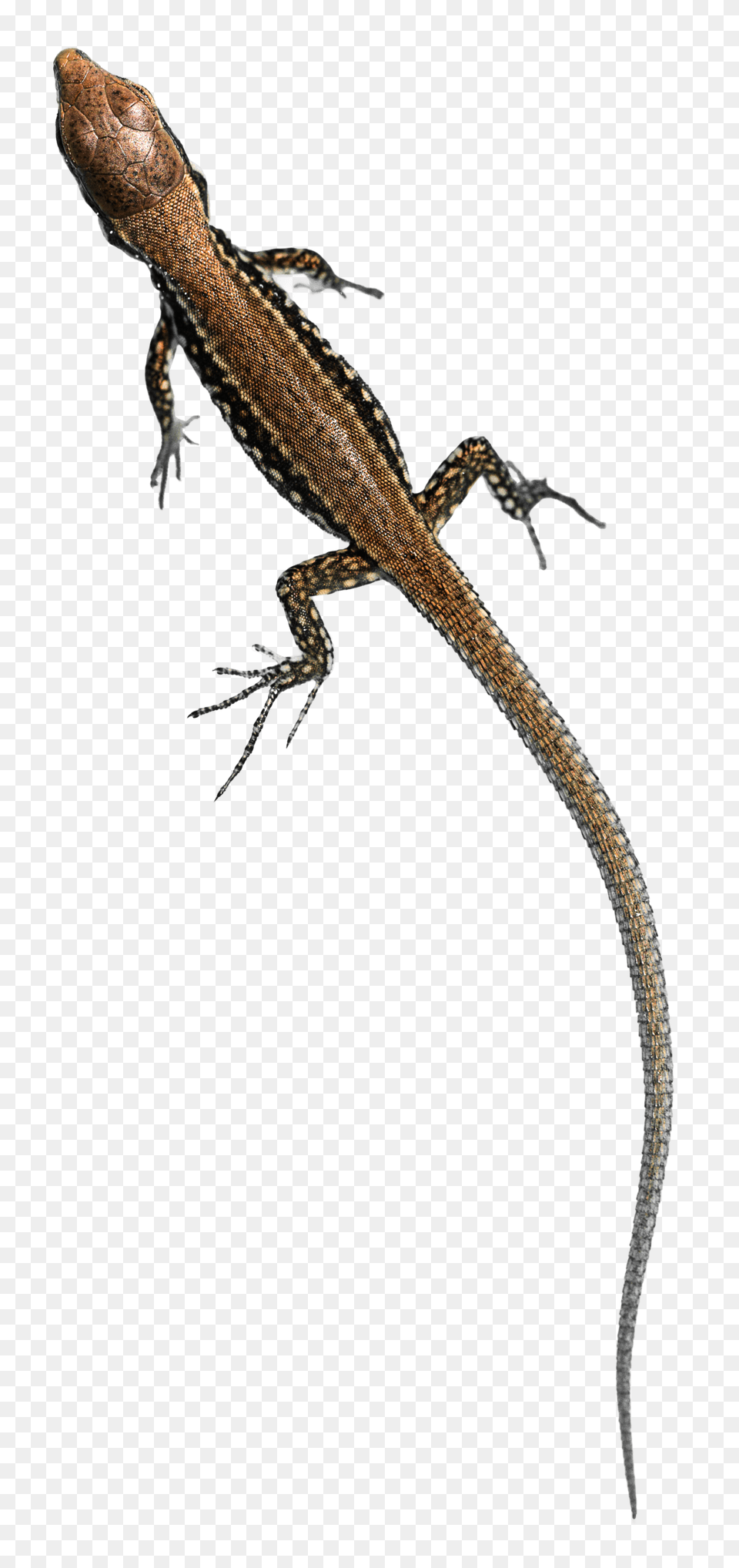 Podarcis Muralis, Animal, Lizard, Reptile, Gecko Free Png