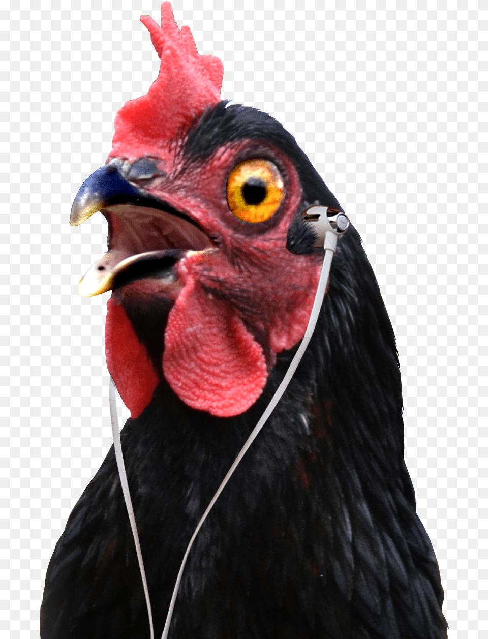 Podcast Episodesshop Amazon Turkey, Animal, Beak, Bird, Chicken Free Png Download