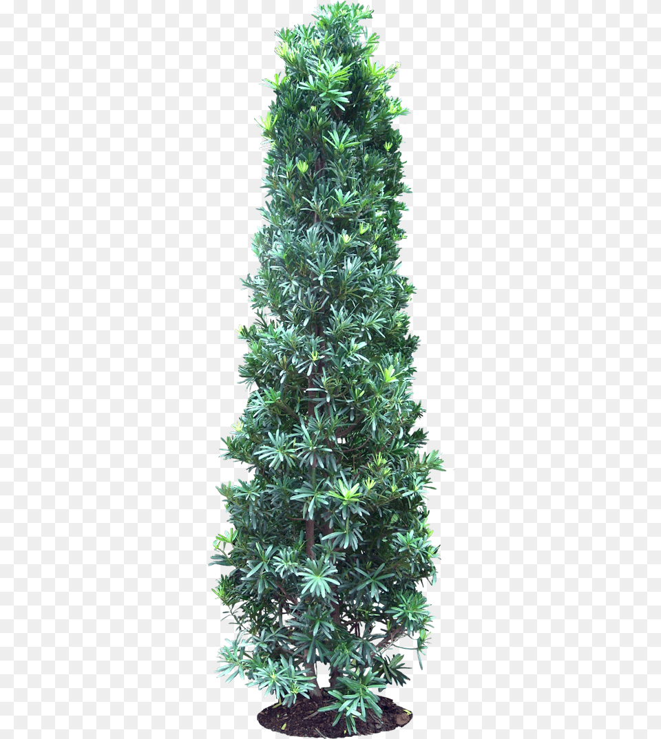 Podocarpus, Conifer, Plant, Tree, Pine Png Image