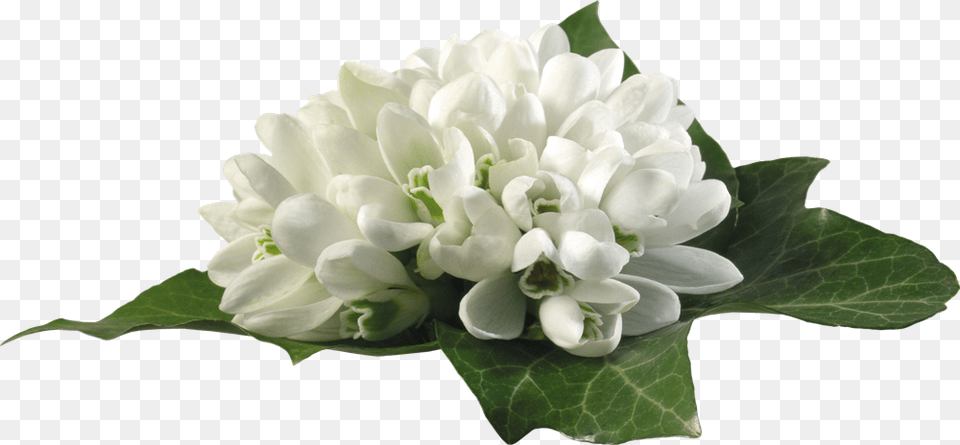 Podsnezhniki Cveti, Flower, Flower Arrangement, Flower Bouquet, Plant Png