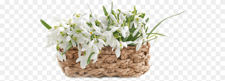 Podsnezhniki V Korzine, Flower, Flower Arrangement, Plant, Flower Bouquet Free Transparent Png