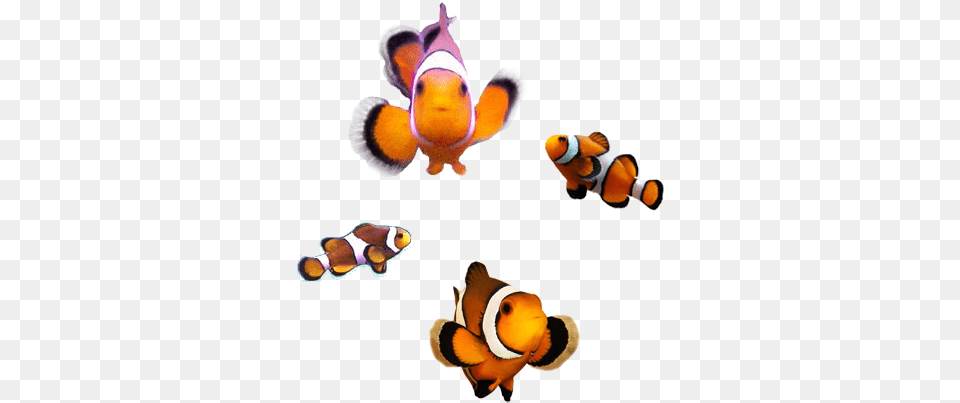 Poeple Slider Cartoon, Amphiprion, Animal, Fish, Sea Life Png Image