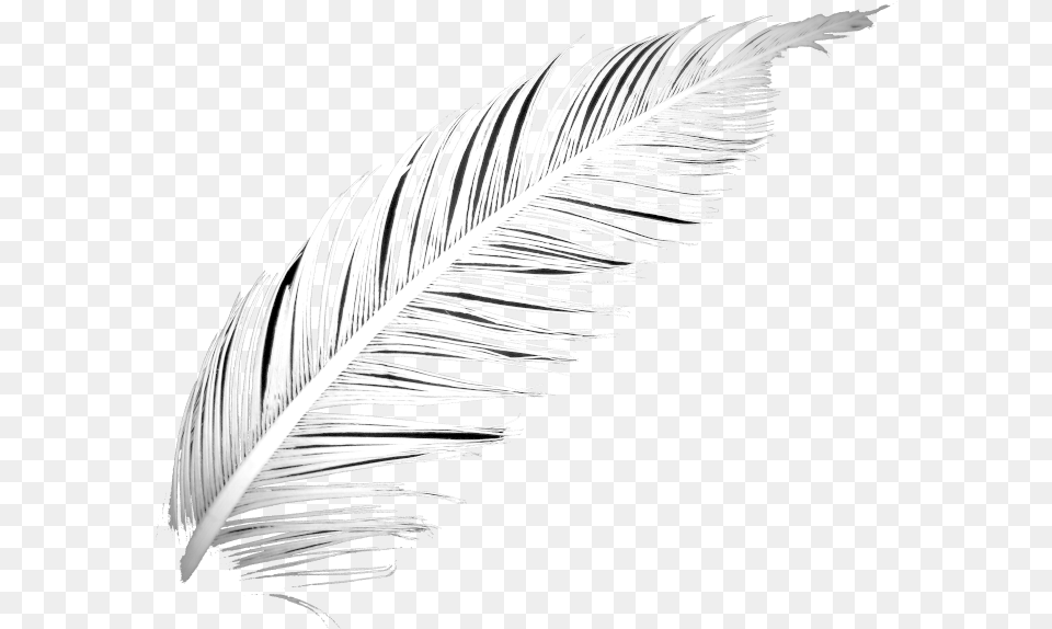 Poetry Feather Lightest, Plant, Reed, Animal, Bird Free Transparent Png