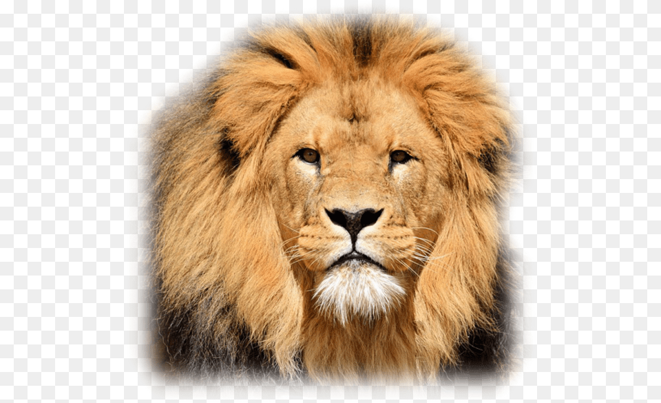 Poetry Of Lion, Animal, Mammal, Wildlife Png Image