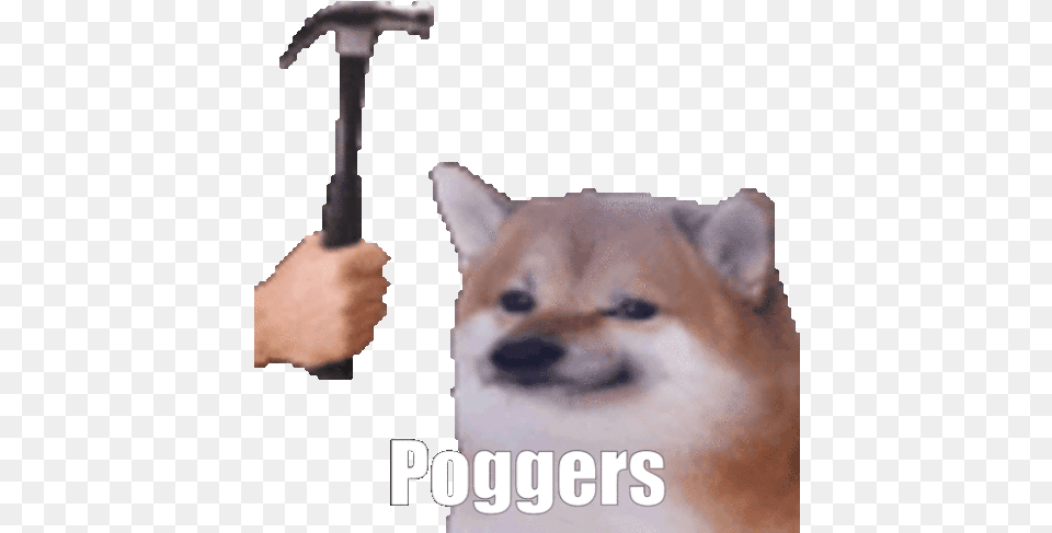 Poggers Hammer Gif Poggers Hammer Doge Discover U0026 Share Gifs Doge Meme Gif, Animal, Canine, Dog, Mammal Free Png Download
