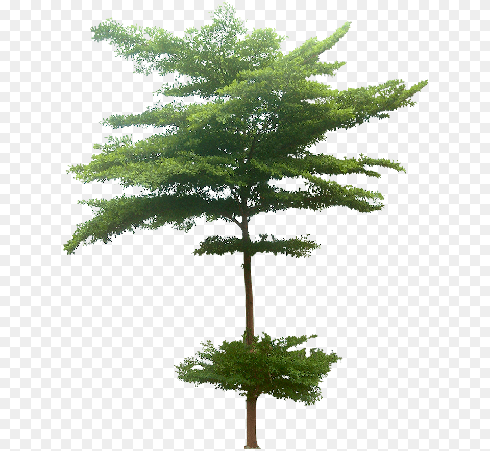 Pohon, Conifer, Plant, Tree, Fir Free Png Download