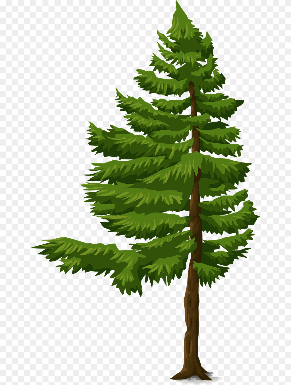 Pohon Cemara Vektor, Conifer, Fir, Pine, Plant Free Png Download