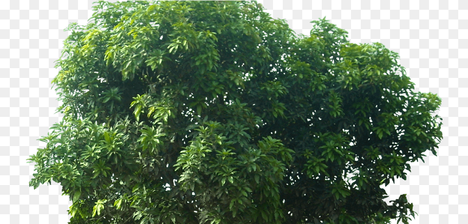 Pohon Mangga Mide Studio Flower Tree Texture, Vegetation, Plant, Outdoors, Nature Png Image