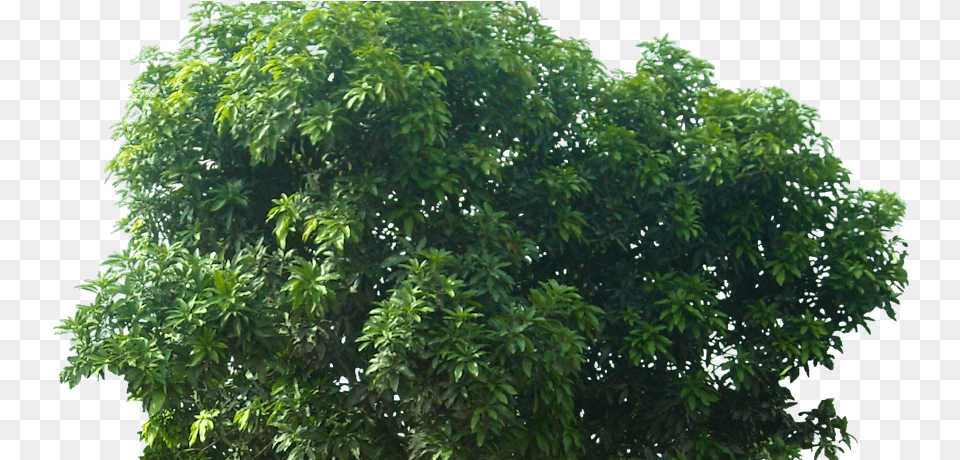 Pohon Mangga Mide Studio Transparent Mango Tree, Vegetation, Plant, Outdoors, Nature Free Png