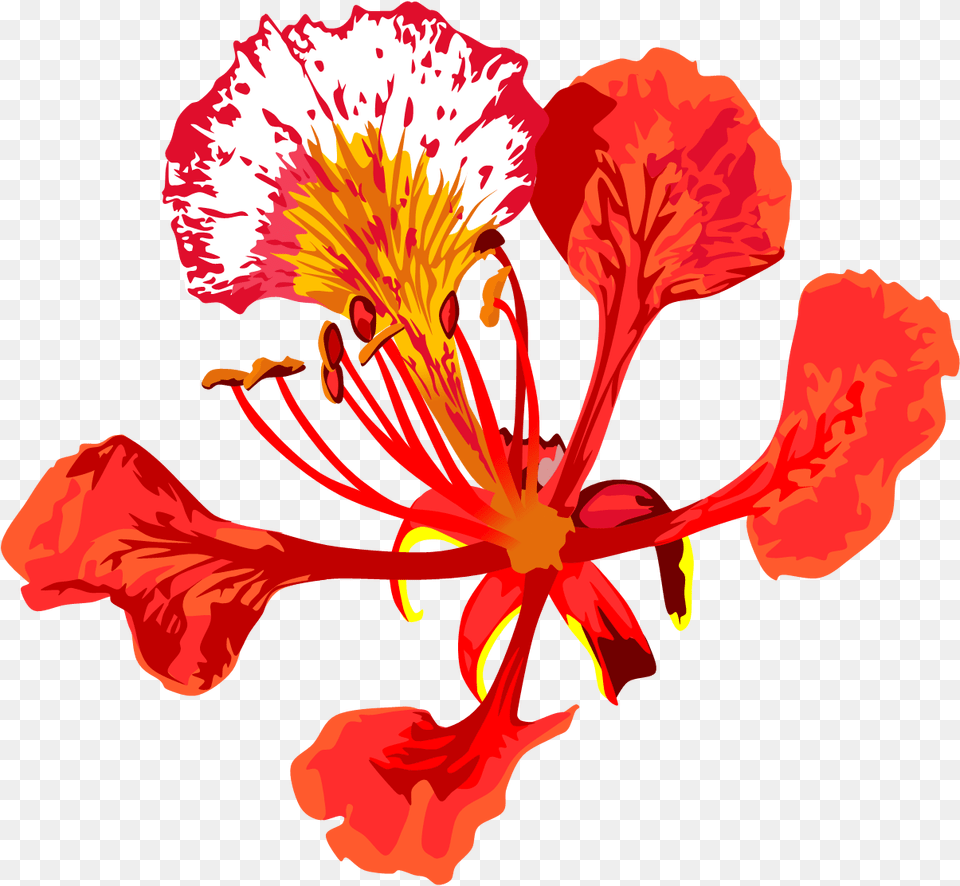 Poinciana Flower By Adamzt D Dbkvi Royal Poinciana Flower, Hibiscus, Plant, Petal Free Transparent Png