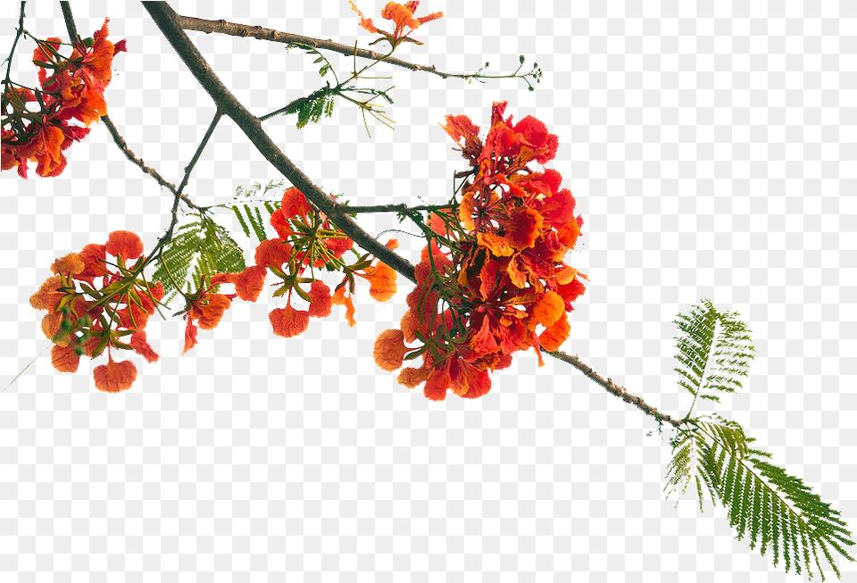 Poinciana Flowers, Flower, Geranium, Leaf, Petal Png Image
