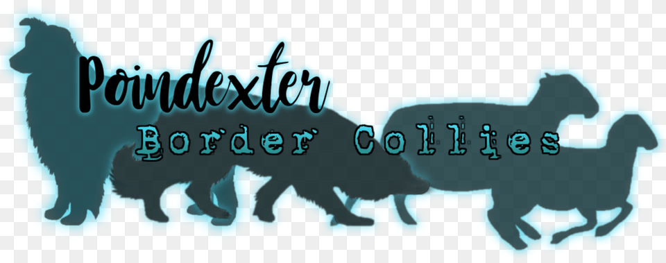 Poindexter Border Collies Canidae, Animal, Bear, Mammal, Wildlife Png