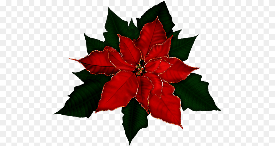 Poinsetta Clip Gold Clipart Poinsettia, Leaf, Plant, Flower, Petal Free Png Download