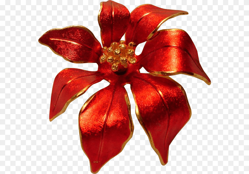 Poinsettia, Accessories, Flower, Petal, Plant Free Png