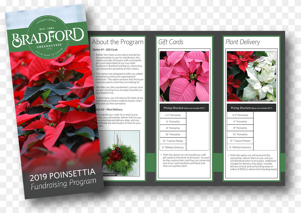 Poinsettia, Advertisement, Poster, Plant, Flower Png Image