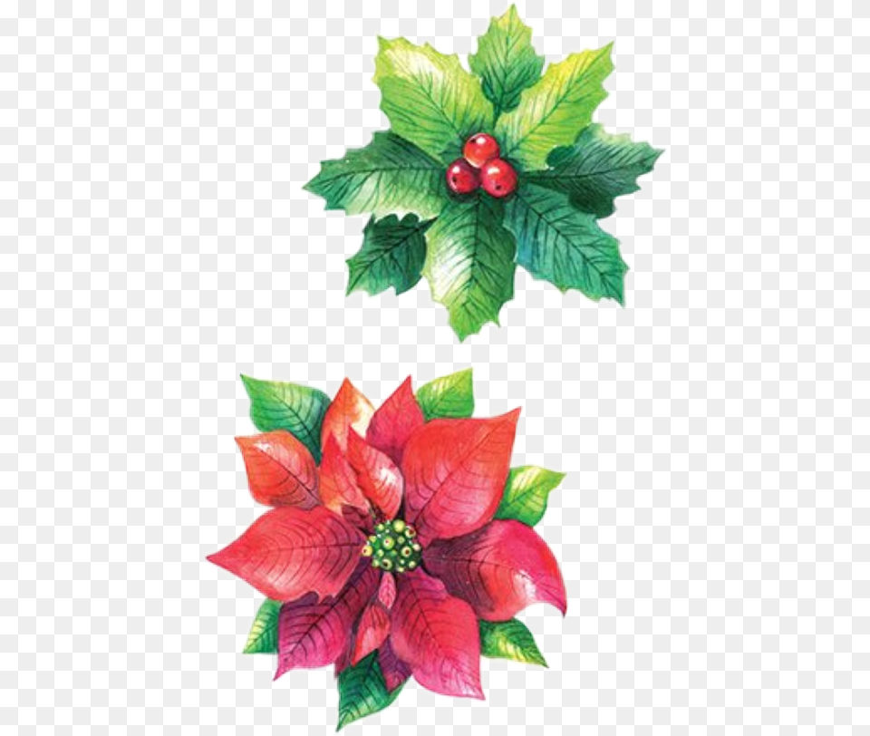 Poinsettia, Art, Plant, Pattern, Leaf Free Png Download