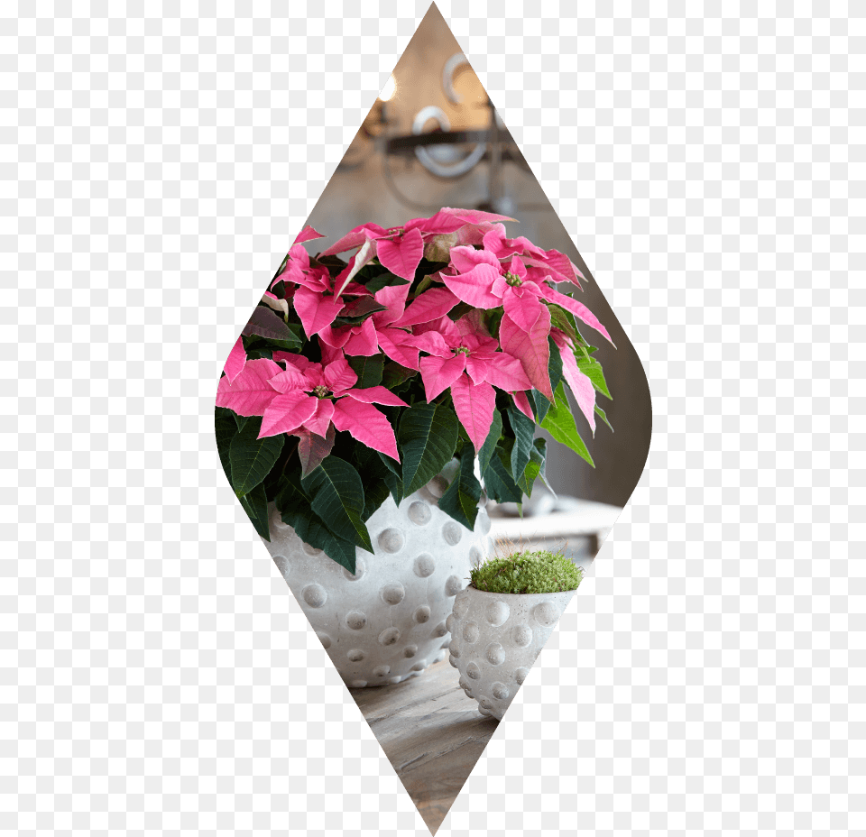 Poinsettia, Flower, Flower Arrangement, Flower Bouquet, Leaf Free Png Download