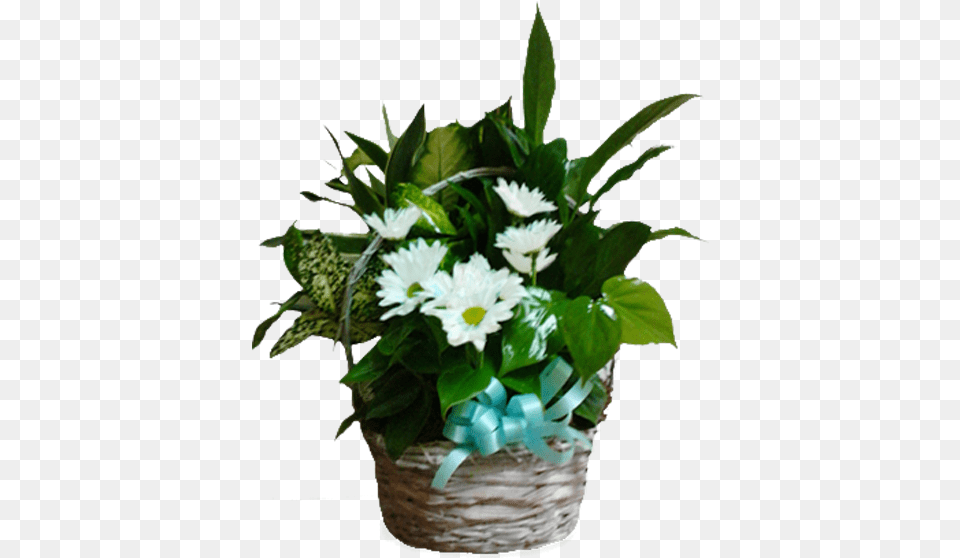 Poinsettia, Flower, Flower Arrangement, Flower Bouquet, Plant Free Transparent Png