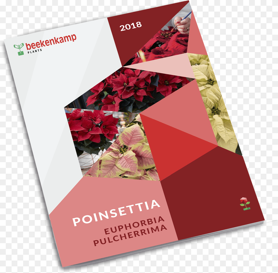 Poinsettia, Advertisement, Poster, Business Card, Paper Png