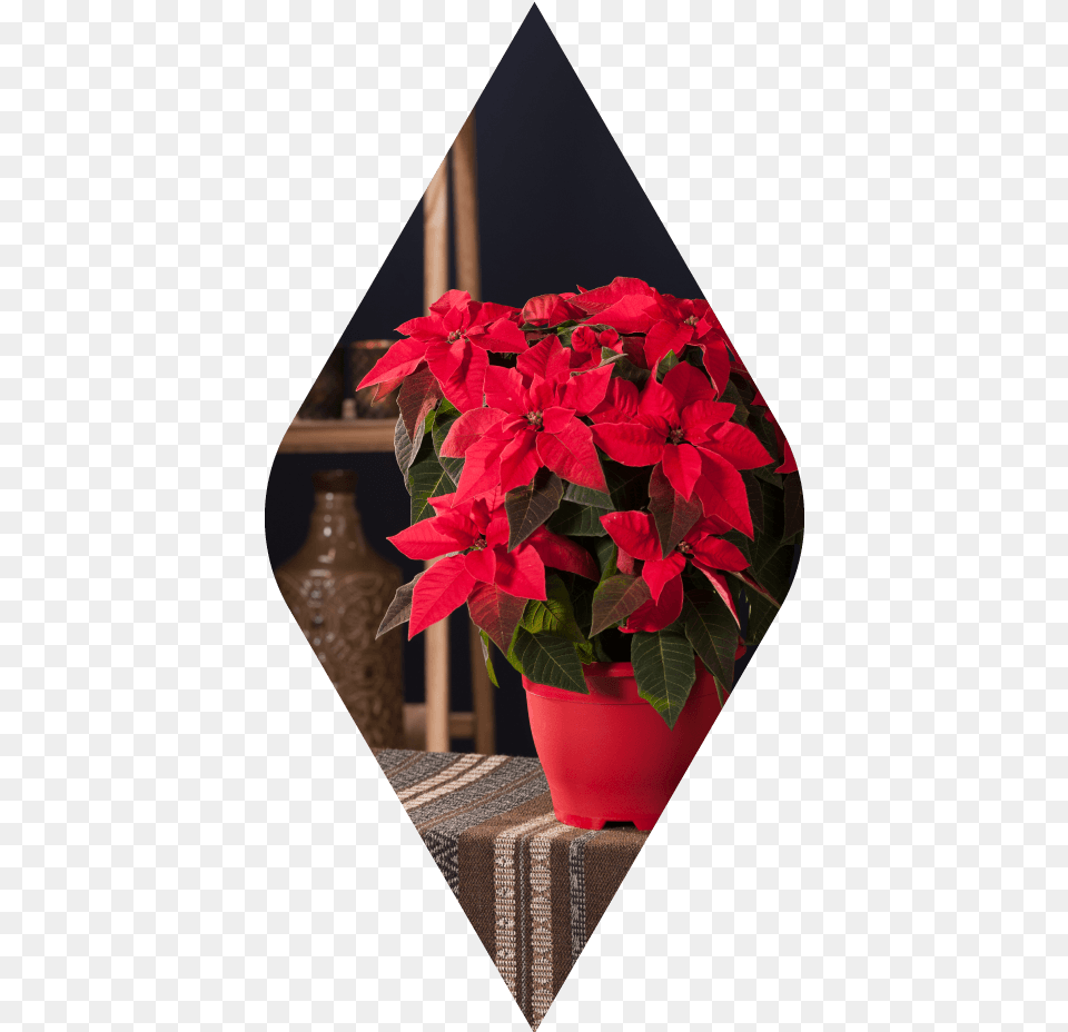 Poinsettia, Flower, Potted Plant, Plant, Petal Free Png Download