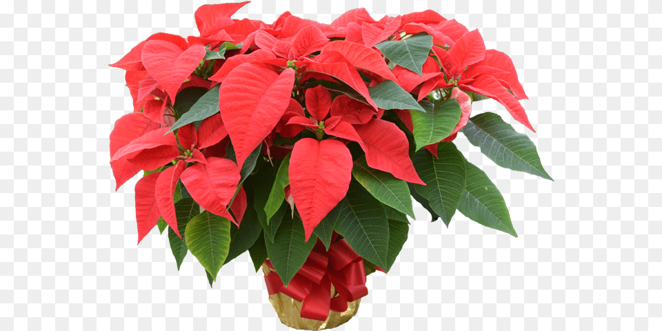 Poinsettia, Flower, Leaf, Plant, Potted Plant Free Png Download