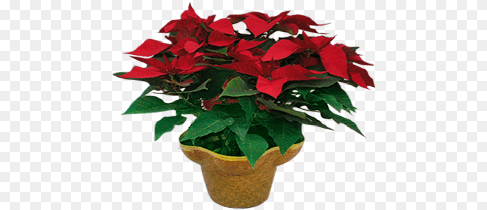 Poinsettia, Flower, Pottery, Potted Plant, Planter Free Png Download