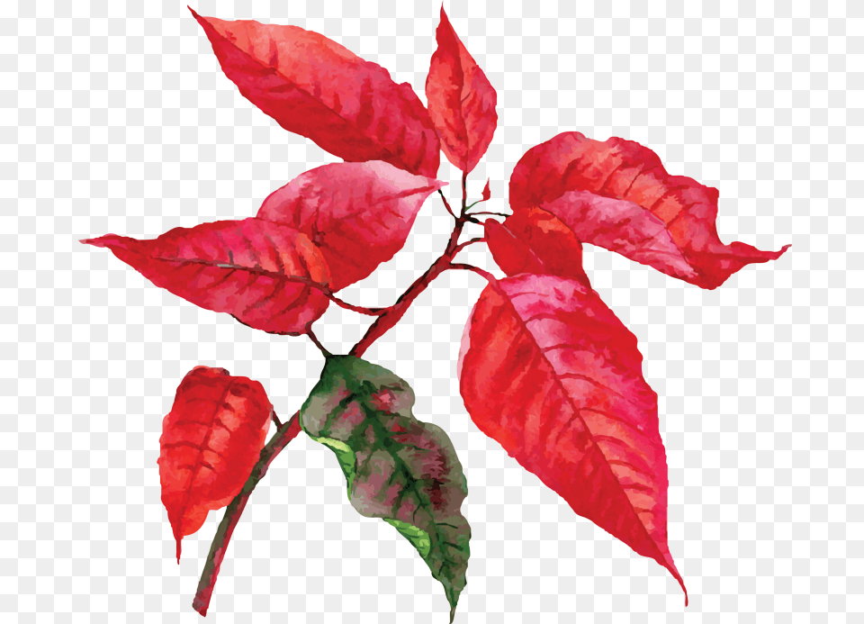 Poinsettia, Leaf, Plant, Flower, Tree Free Png