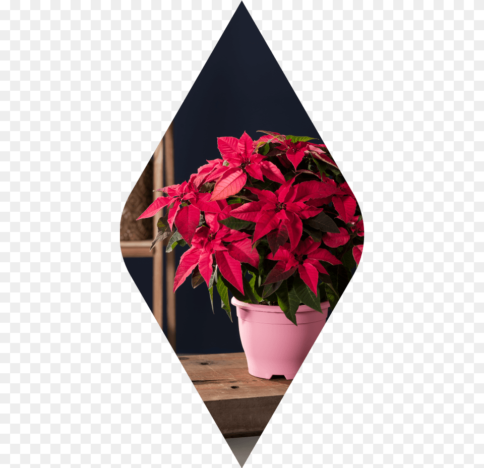 Poinsettia, Flower, Pottery, Potted Plant, Planter Png Image