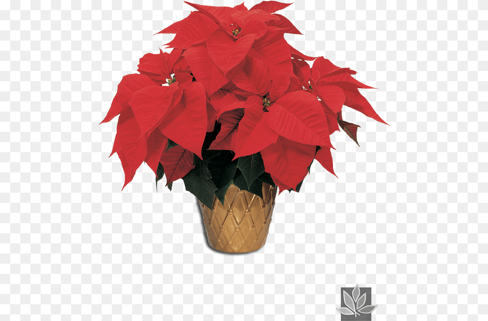Poinsettia, Flower, Potted Plant, Plant, Leaf Free Png
