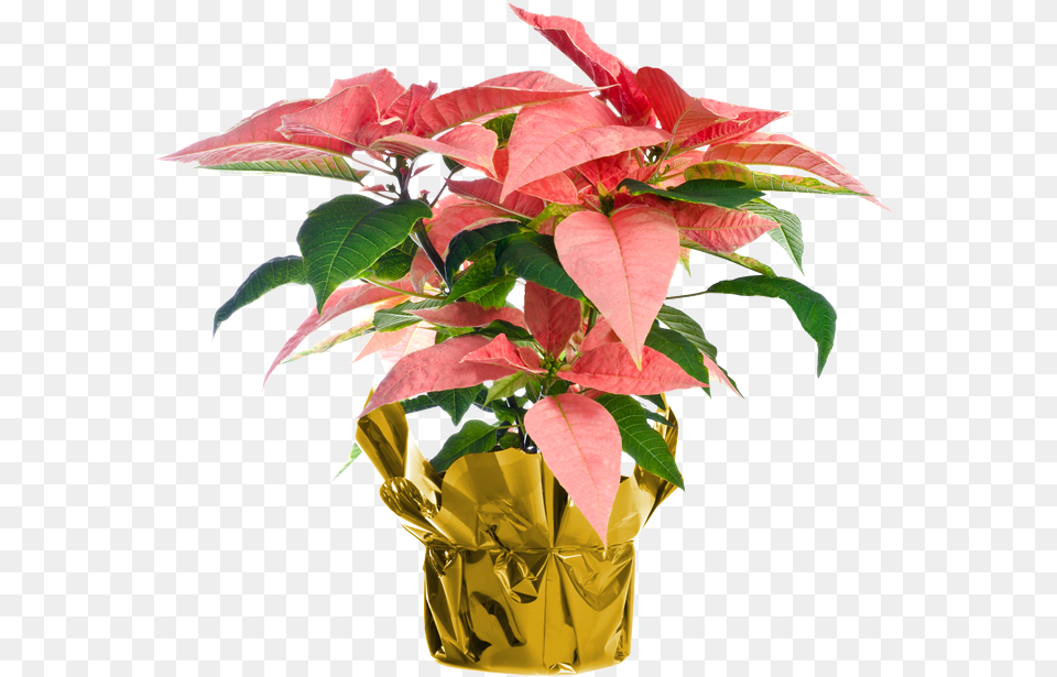 Poinsettia, Flower, Potted Plant, Plant, Leaf Png