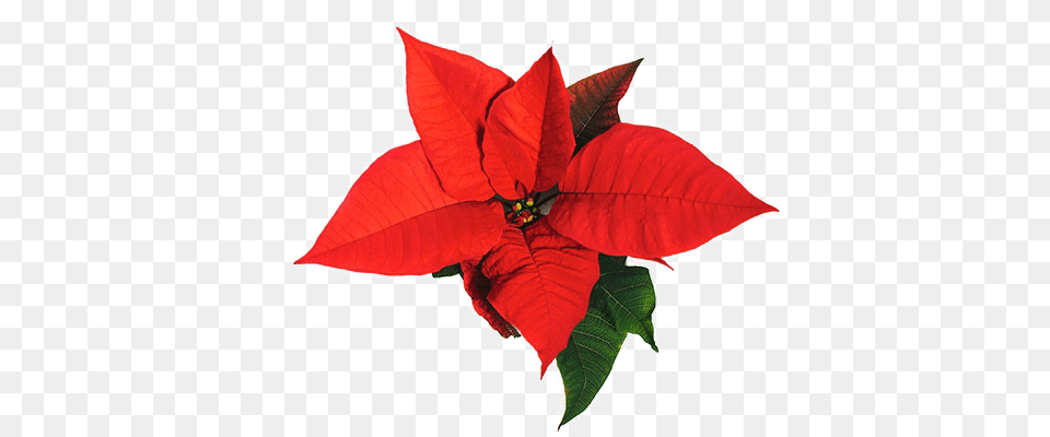 Poinsettia Background Image Arts, Flower, Leaf, Petal, Plant Free Transparent Png