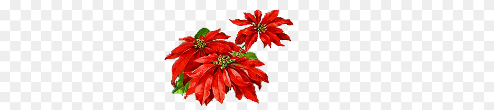 Poinsettia Border Cliparts, Dahlia, Flower, Leaf, Petal Png