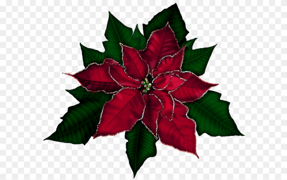 Poinsettia Christmas Christmas Flower, Leaf, Maroon, Plant, Pattern Free Transparent Png