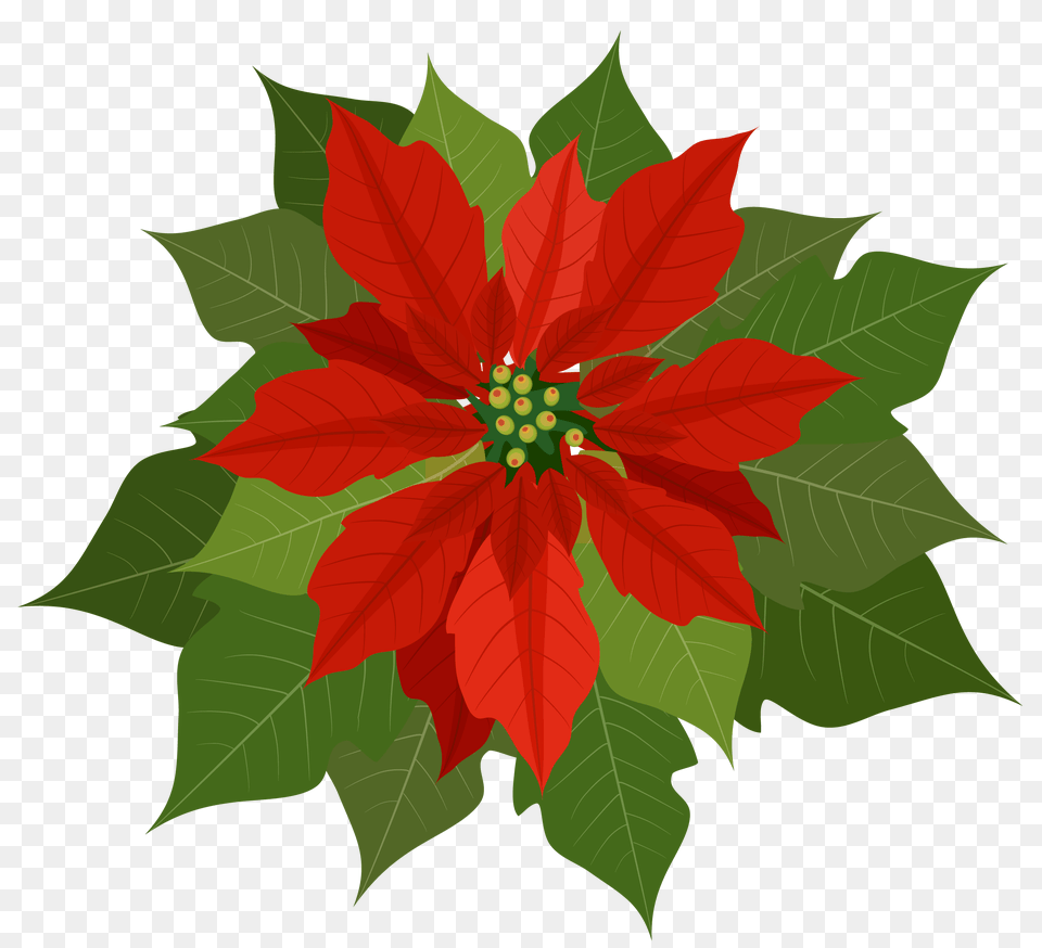 Poinsettia Clip Art, Leaf, Plant, Flower, Tree Free Png