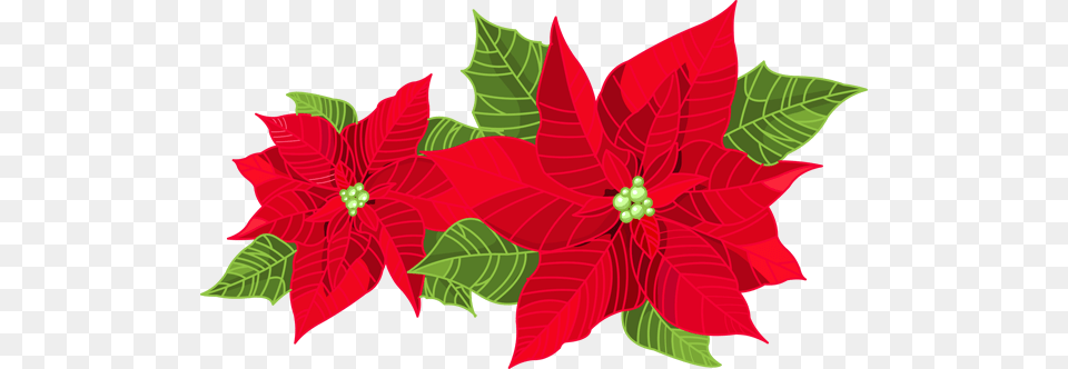 Poinsettia Clip Art Clip Art Holiday Scrapbook Cards Images, Flower, Leaf, Petal, Plant Free Transparent Png