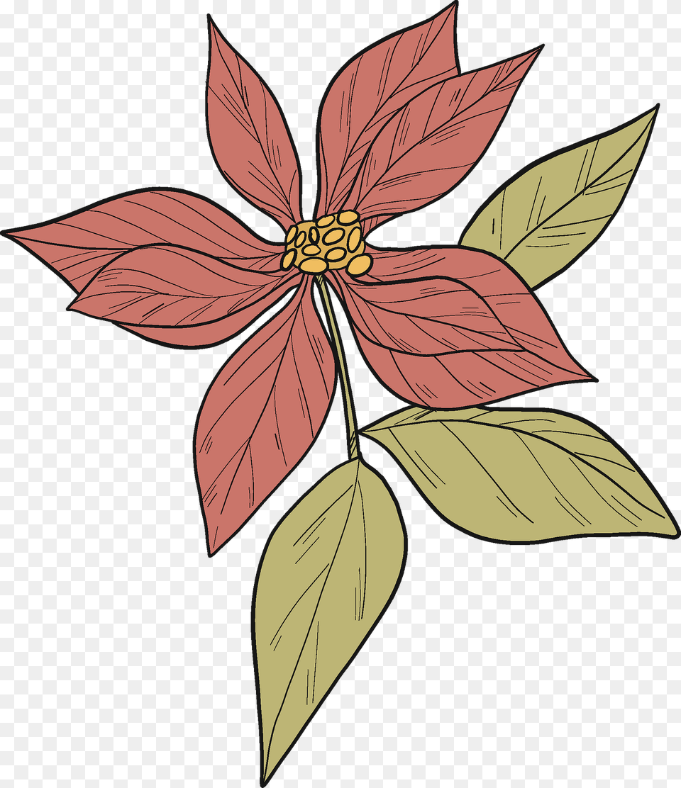 Poinsettia Clipart, Graphics, Art, Floral Design, Plant Png