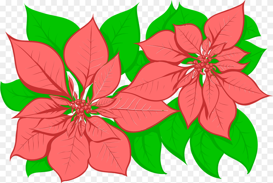 Poinsettia Clipart, Art, Floral Design, Flower, Graphics Png