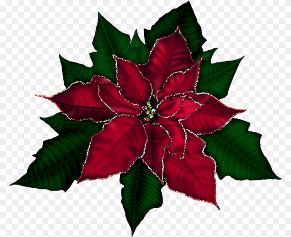 Poinsettia Clipart Gold Poinsettia, Leaf, Maroon, Plant, Flower Png