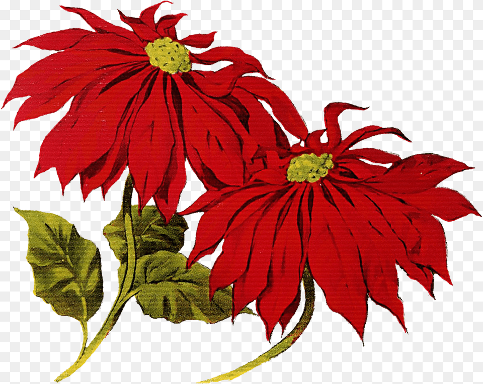 Poinsettia Clipart Merry Christmas Christmas Vintage Clip Art, Pattern, Leaf, Graphics, Flower Free Png